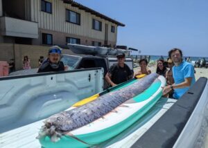 Oarfish Incident 2020