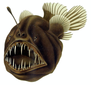 deep-sea fish