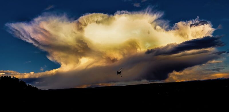 A large storm cloud, white at the top, with a bird caught between photographer and cloud.