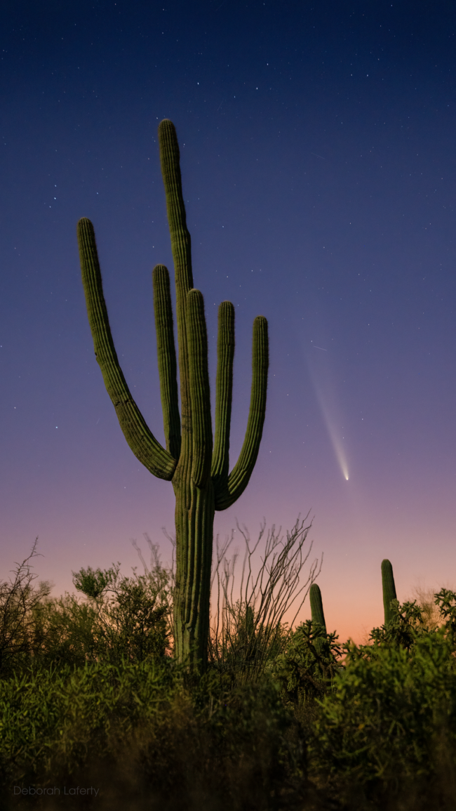 A saguaro cactus and the comet to the right.