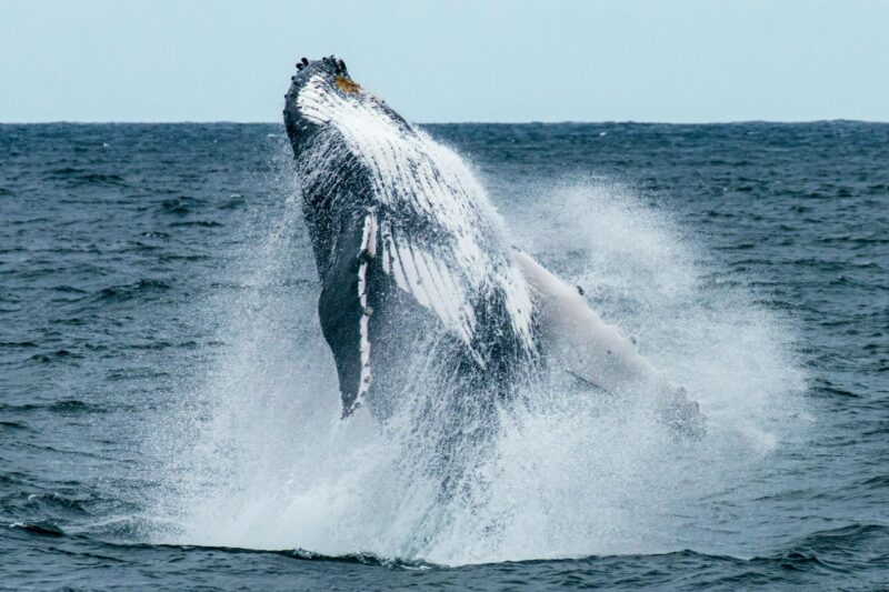 A big animal jumping out of water. It looks black on the top, and black and white at the bottom. It is falling backwards.