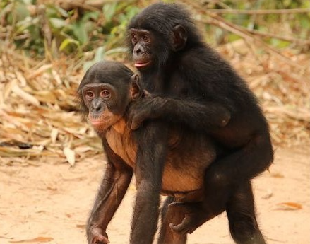 A young bonobo carrying another bonobo piggyback. Face, chest, and belly are relatively hairless.