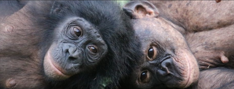 Closeup of 2 apes lying with their heads touching, looking affectionately at each other.