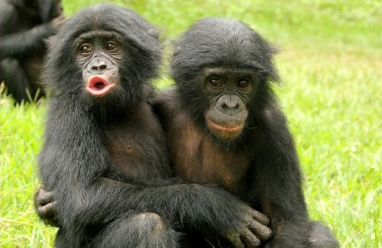 2 young bonobos with black hair all over except face and hands. One is holding the other, as if comforting him.