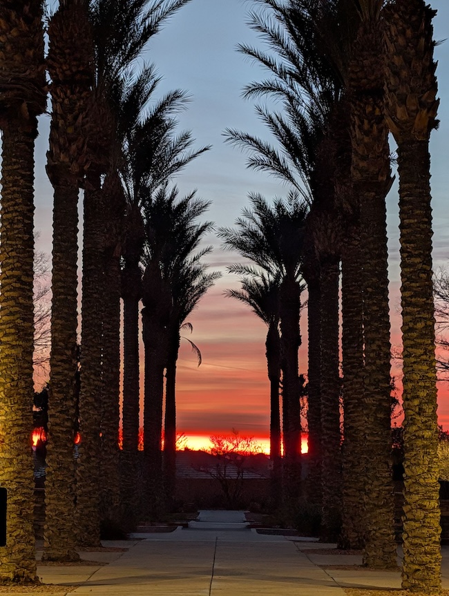 Distant sunrise and twilight colors with a walkway lined by palm trees.