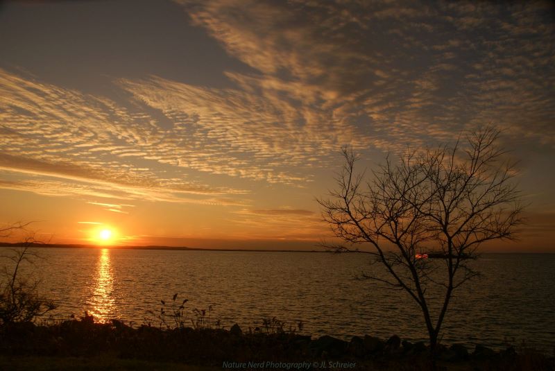 A sunset on the left across the water and a tree on the right.