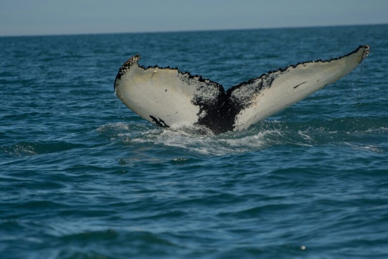 A big tail coming out of the water. It has a v shape. It is black and white below.