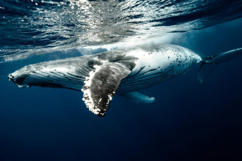 Humpback whale: Gray animal on top and white at bottom as seen from underwater. It is big and has long fins. It is reflected in the water surface above.