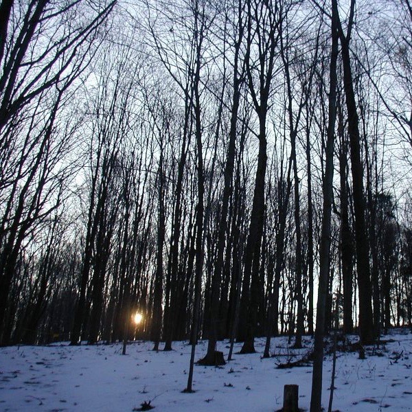 Sun, newly risen, viewed through snowy woods with tall thin bare trees.