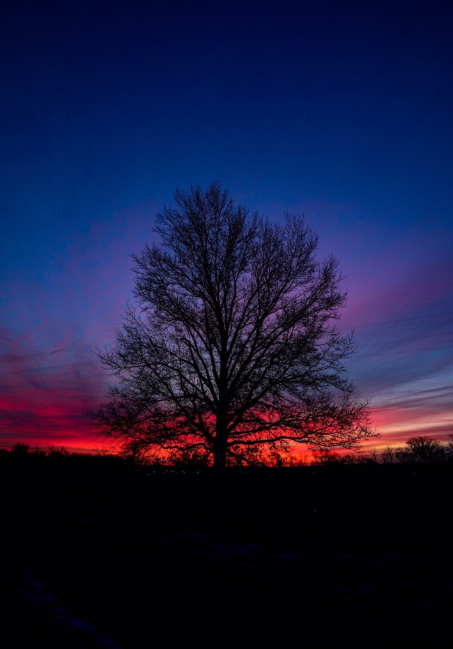 Year's shortest season: Low red horizontal streaks below deep blue and indigo sky, behind a bare tree.