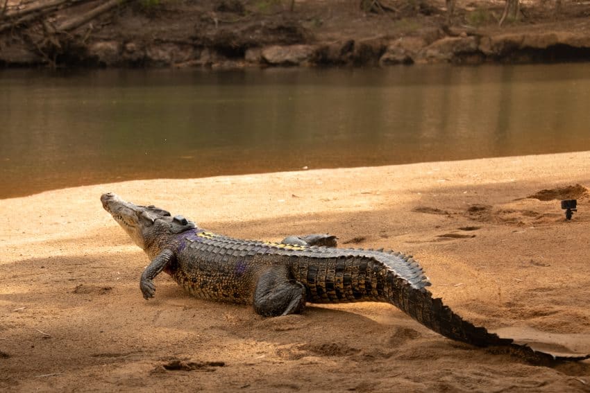 A crocodile moves along a river bank towards the water