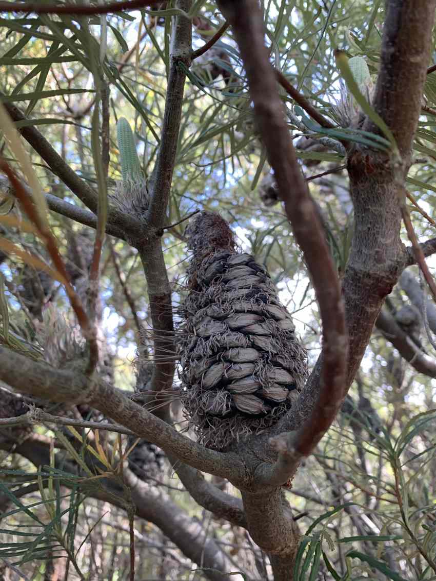 A hard, brown cone on a tree