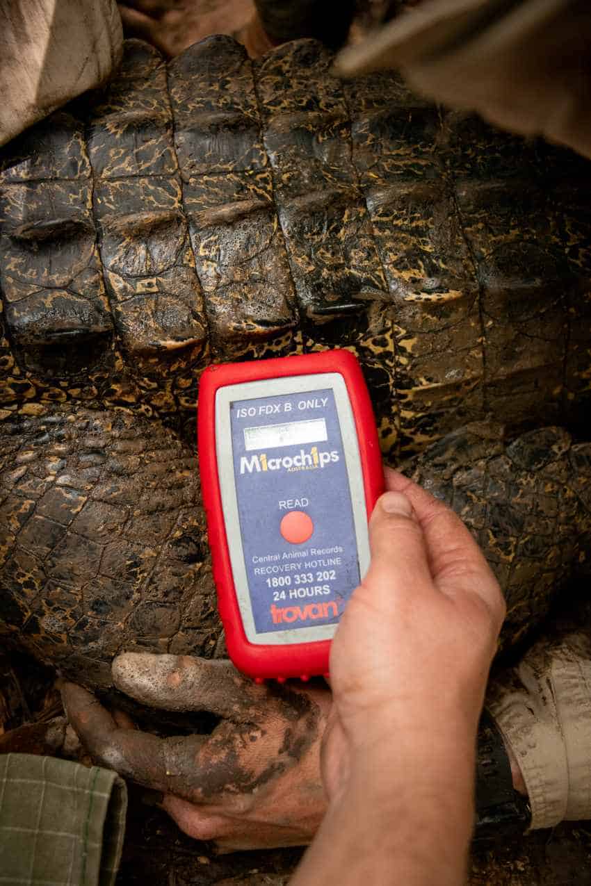 A hand holds a small red device close to the skin on the back of a crocodile