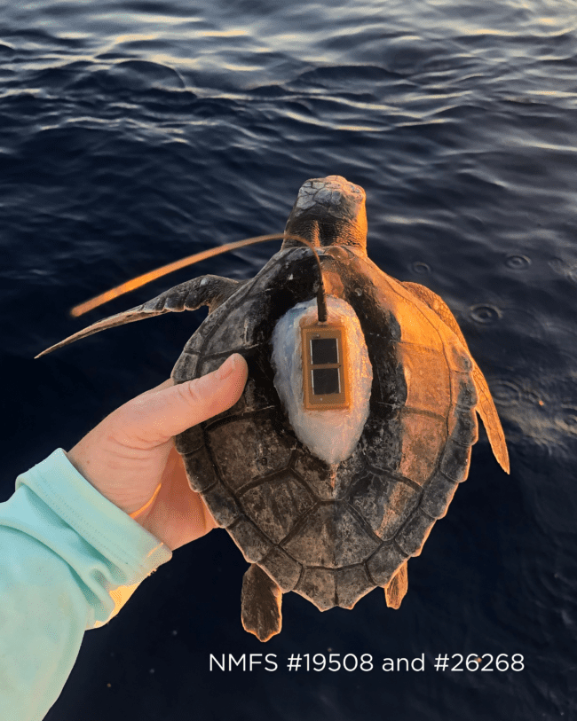 A small turtle with a rectangular tracker on its back. Somebody is holding the animal.