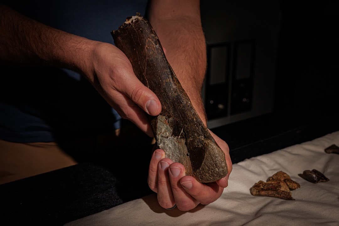 Hand holding fossil in lab