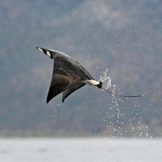 A dark fish with large triangular wing-like fins and a long stinger high above the water.