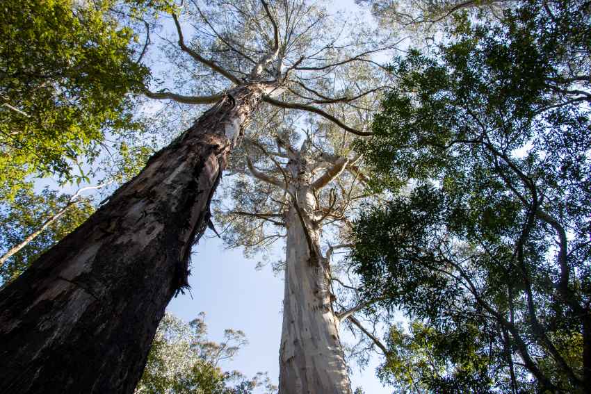 Two large eukalypt trees rising above other trees