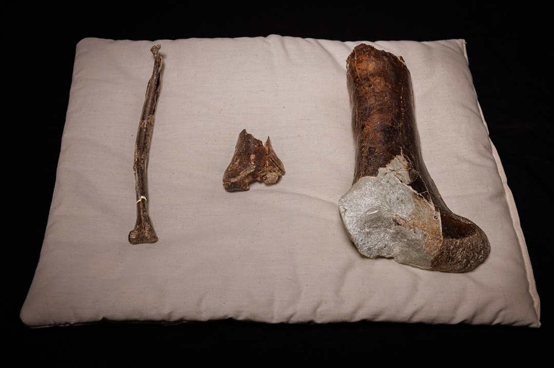 Three fossils on a pillow