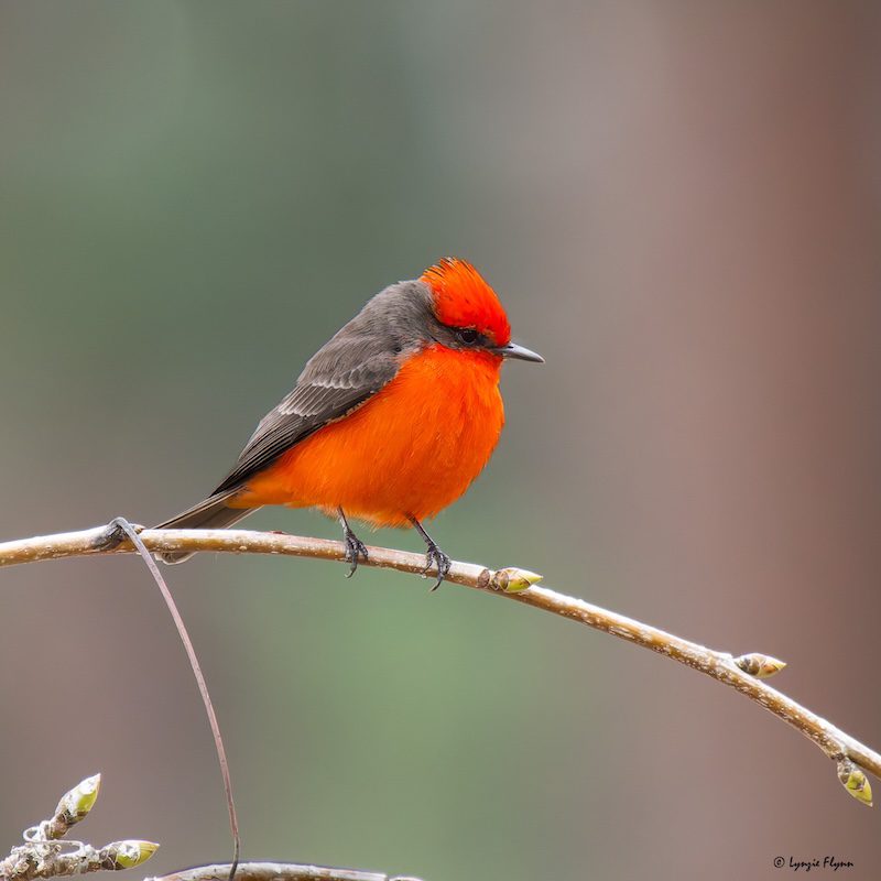 Most red bird with dark feathers on a tree branch.