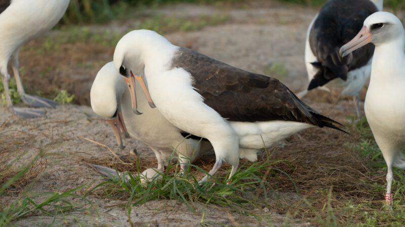 White birds with black backs standing on the ground, and an egg in short grass.