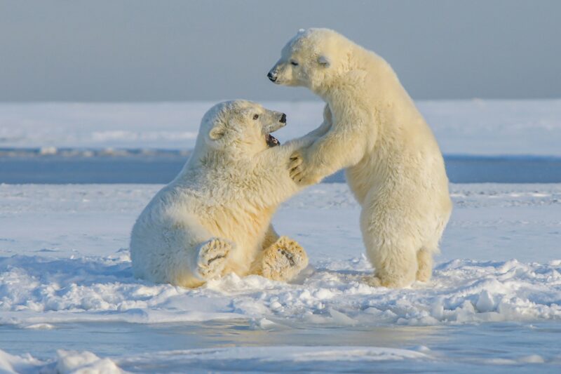 Two young polar bears playing, one standing and one sitting. They are surrounded by ice and snow.