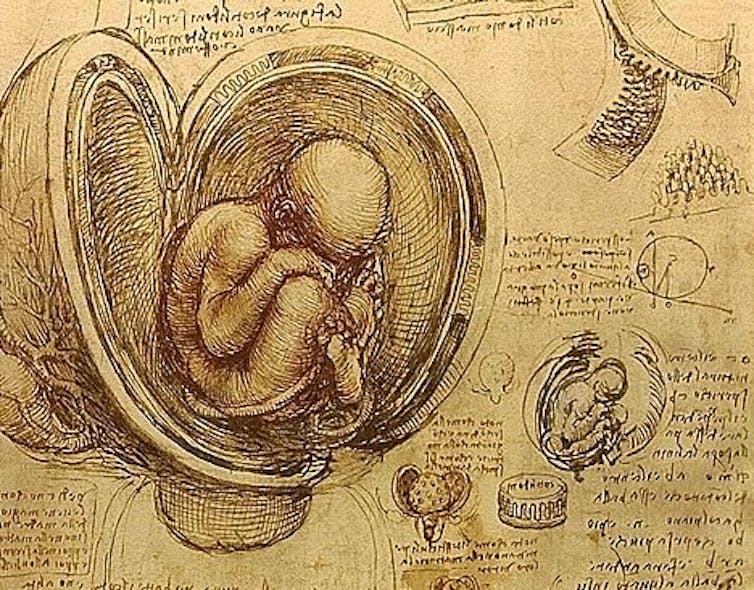 Da vinci sketch of baby in the womb, c1510-1513.