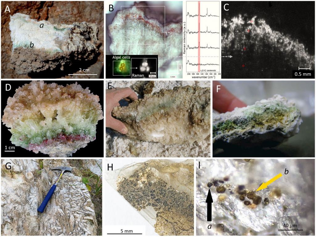 These images, taken from separate research into gypsum deposits on Earth, show different types of microbial colonization in gypsum deposits. Panels B and C, for example, show zones rich in algal cells. More info here. Image Credit: Jehlicka et al. 2025.