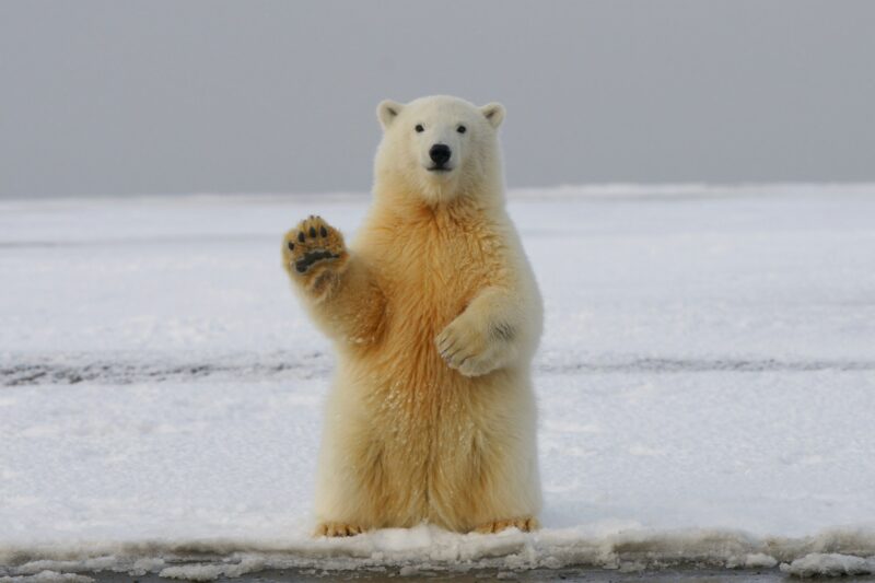 Polar bears: A big white bear standing on an icy surface on its hind legs, with its right paw up, like saying hi.