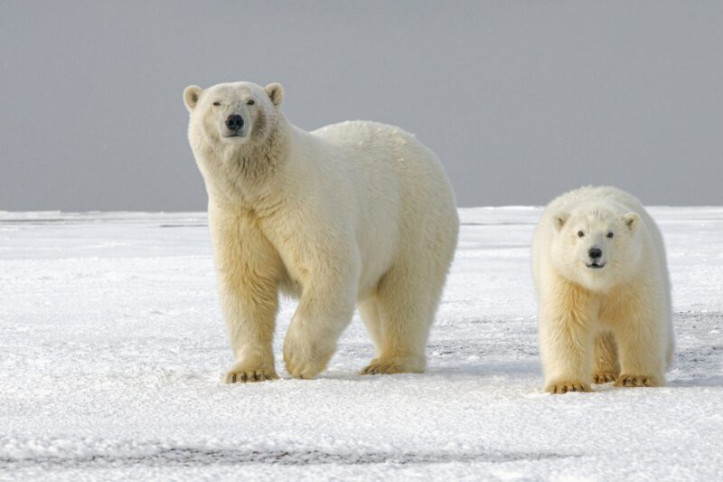 Two bears, one older and bigger than the other, walking on their 4 legs on ice, and looking at the camera.