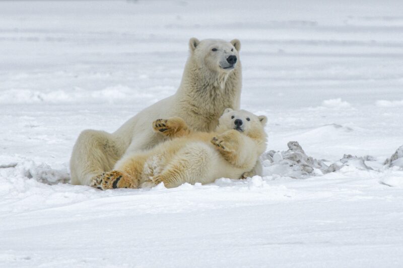 A young bear lying on its back next to its alert mother also lying on the ice.They look comfortable.
