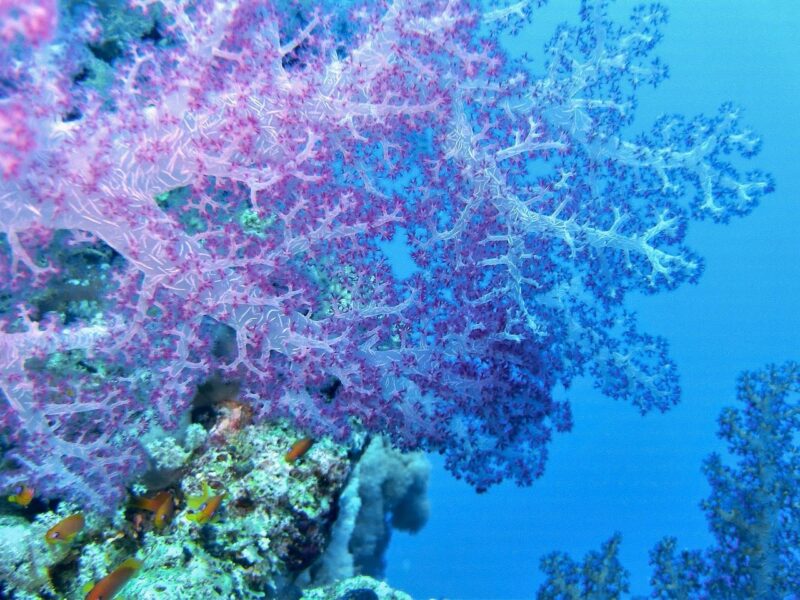 Pinkish purple and blue coral underwater.