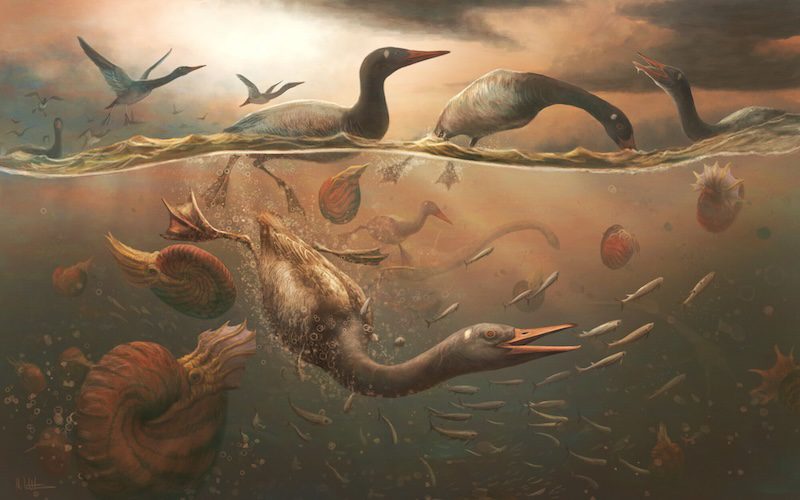 Bird fossil: Artist's depiction of several duck-like birds swimming with dark bodies and orange bills.