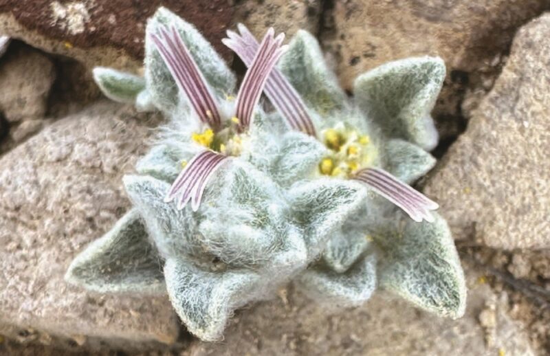 Wooly devil: Fuzzy white leaves and a center to the flower of yellow with pink spikes.