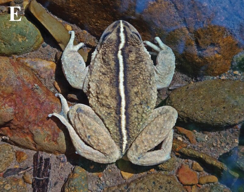 Frog as seen from above. It has greenish legs and is darker on the back. There is white line crossing the animal's back.