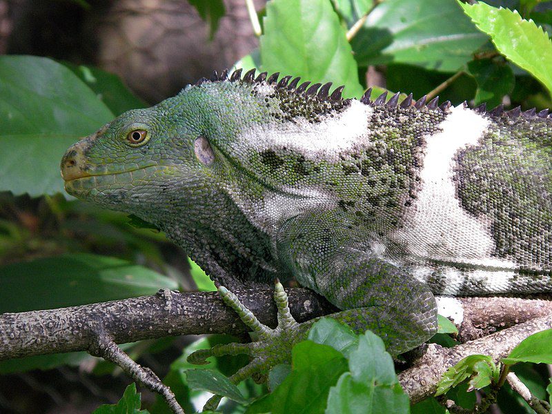 Amazing Iguanas Conquered Fiji After a 5,000-Mile Journey