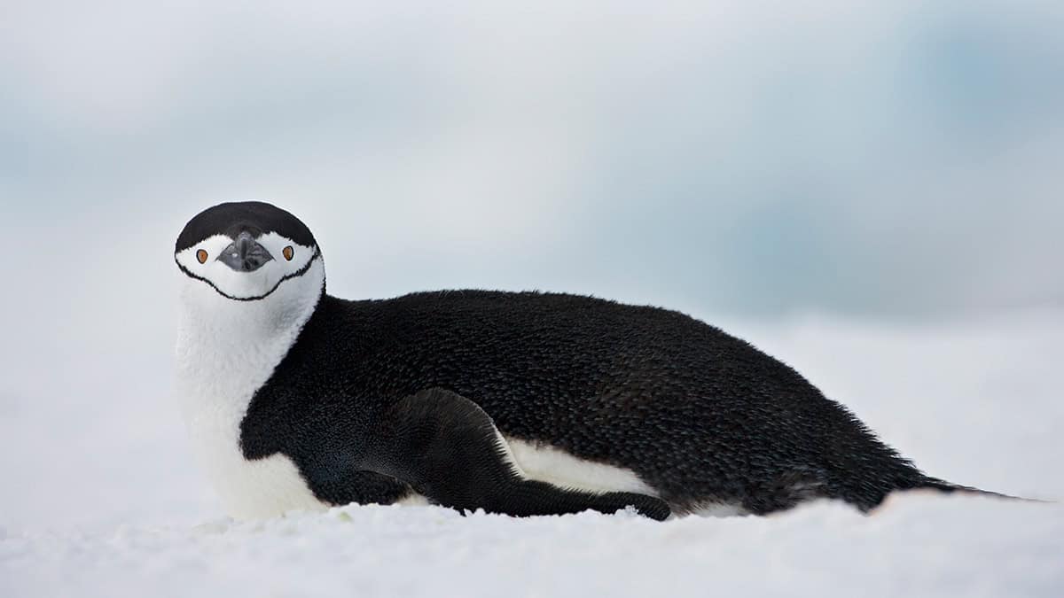 Chinstrap penguin (pygoscelis antarctica) on belly, half Probe island, antarctica