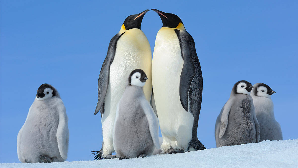 Emperor penguins with chicks.