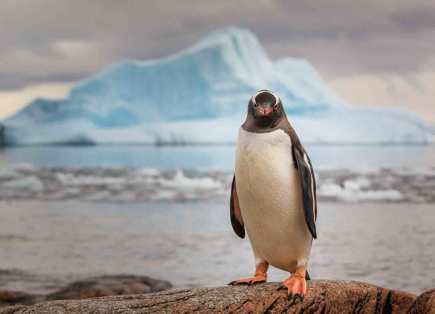 A gentoo penguin in antarctica.