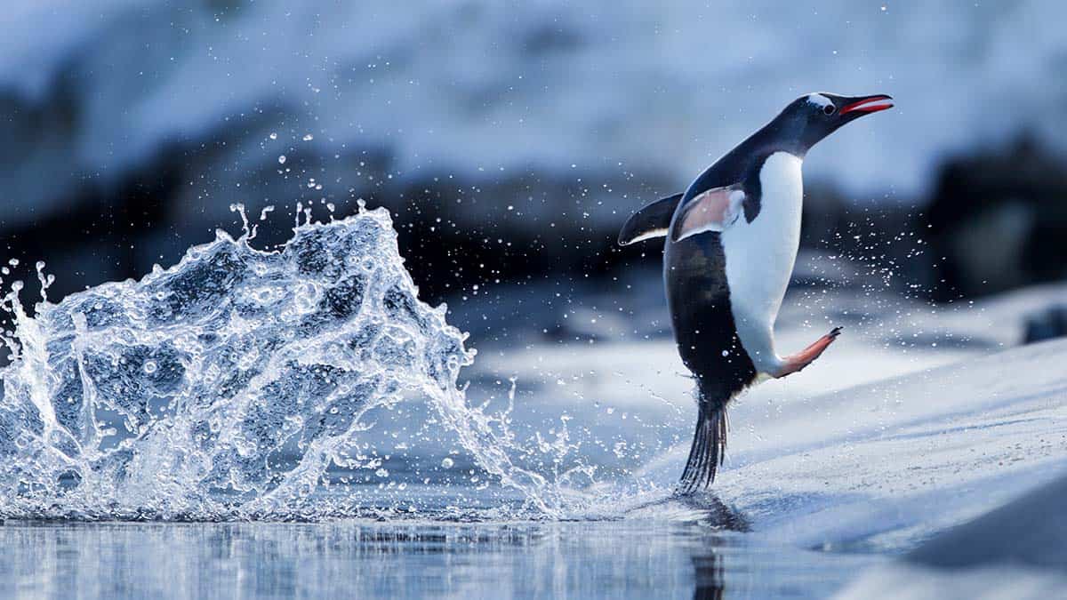 Gentoo penguin