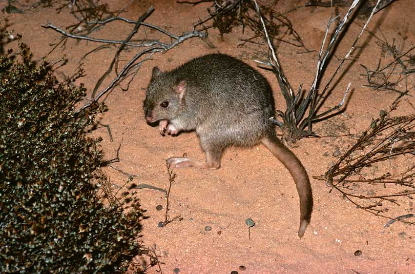 Feral cats Secured all the bettong. (photo by: auscape/universal images group via getty images)