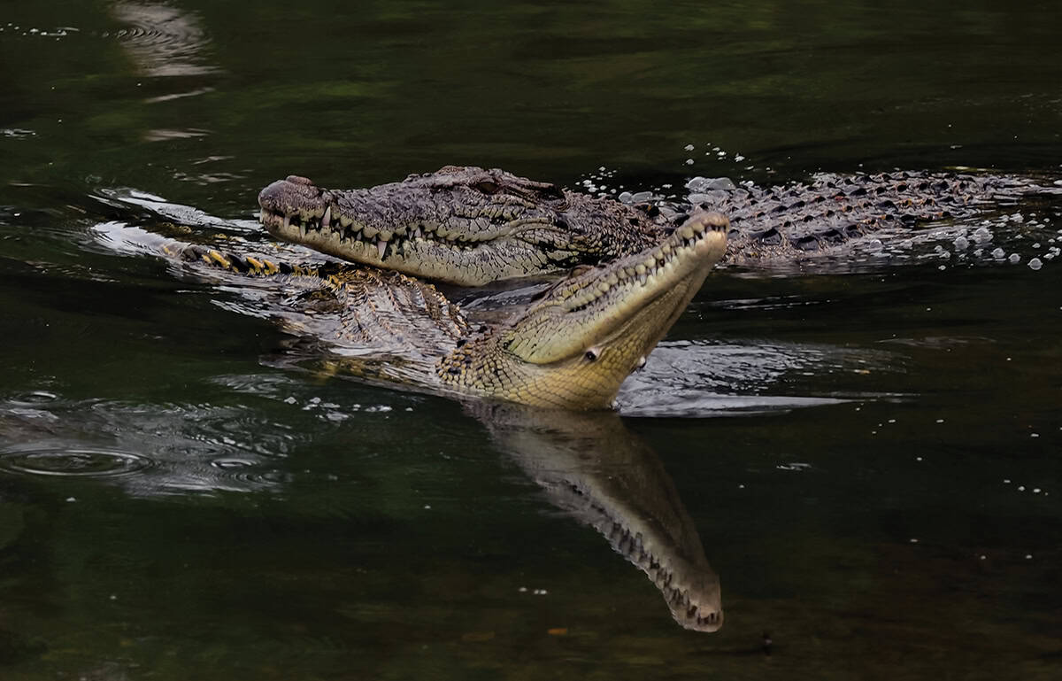 Two crocodiles together in the water.