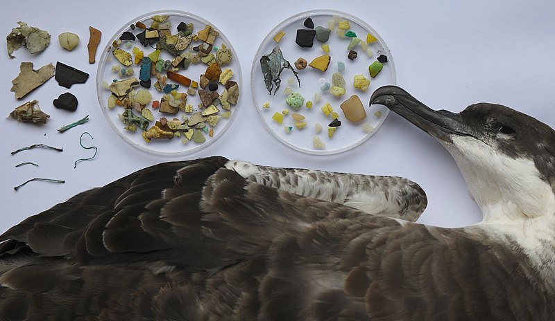 Great shearwater plastic fragments stomach