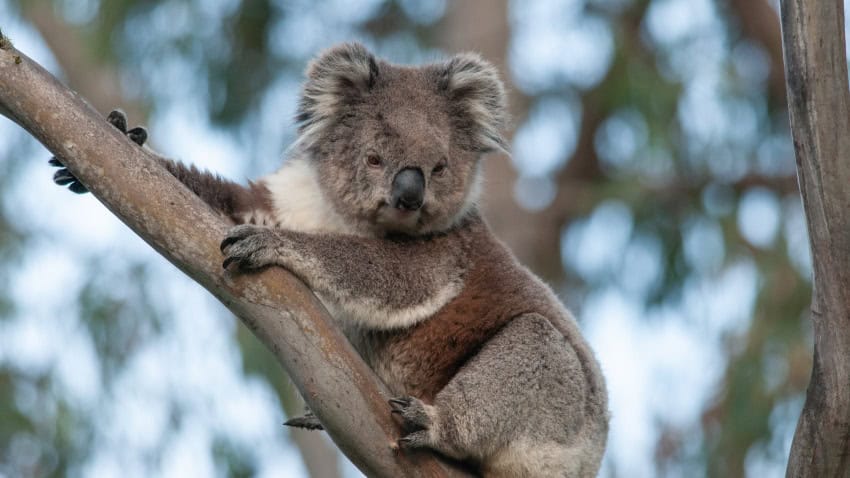 A koala sits on a tree branch