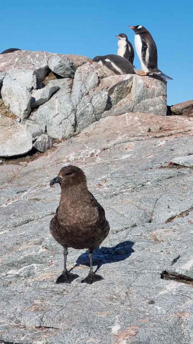 Avian threat: skua with gentoo penguins (m wille)