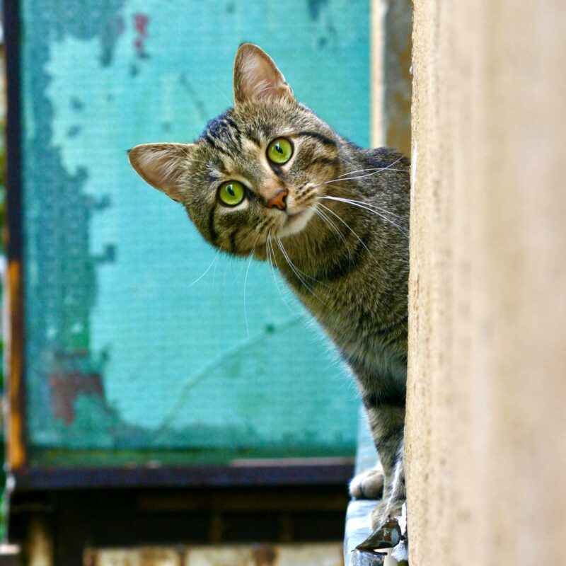 A cat with grayish markings peeks sideways out a window at the camera.