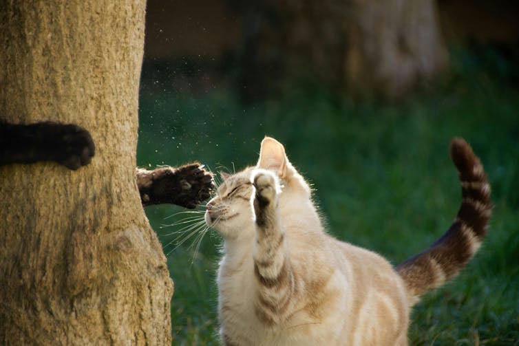 A cat outdoors swiping at another cat Merely out of view behind a tree.