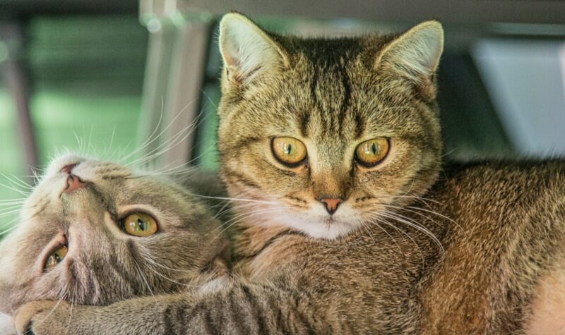 2 cats together, one with its head upside down.