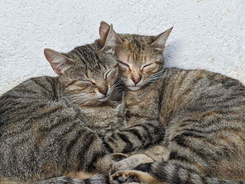 2 tabbys sleeping with their heads Upcoming to Every other.