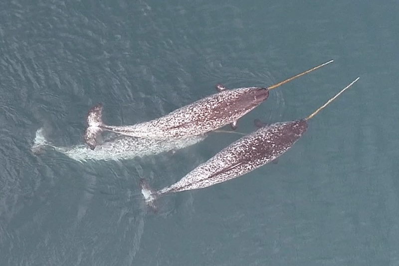 Three narwhals, mottled black and white, Every with a long, straight tusk emerging from the front of their head.