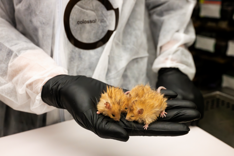 A scientist in white overalls and black gloves holds 2 mice, with very woolly fur. 